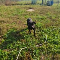 Cuccioli cane corso