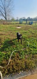 Cuccioli cane corso