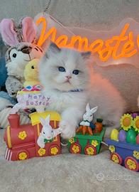 Dolcissimi gattini ragdoll con pedigree