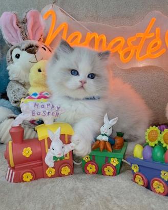 Dolcissimi gattini ragdoll con pedigree