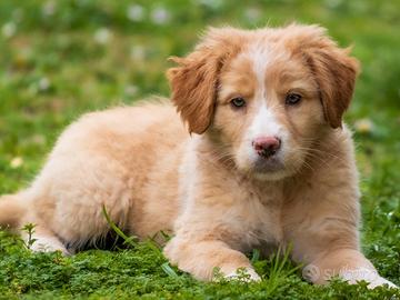 Cucciolo Golden retriever border collie