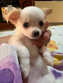 Cucciola di chihuahua
