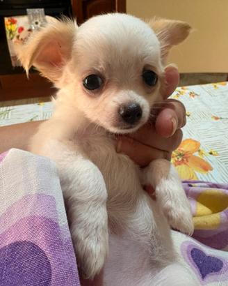 Cucciola di chihuahua