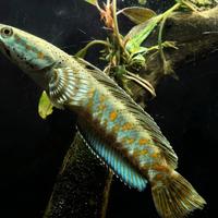 Channa pulchra - snakehead