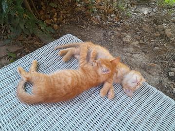 cuccioli di gatto
