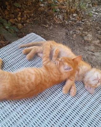 cuccioli di gatto