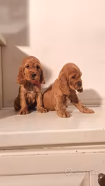 cuccioli di cocker 