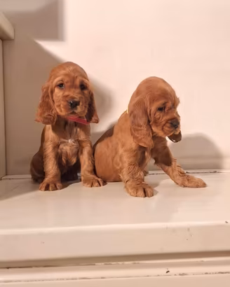 cuccioli di cocker 