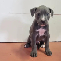 Cuccioli pitbull blue noise e blue fanw