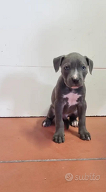 Cuccioli pitbull blue noise e blue fanw
