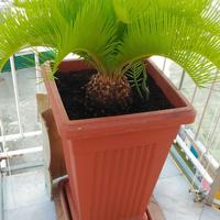 CYCAS Revoluta IN VASO A PIARAMIDE 