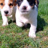 Jack Russell