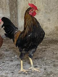 Gallo Nani
