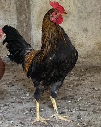 Gallo Nani