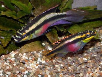 Coppia pelvicachromis pulcher