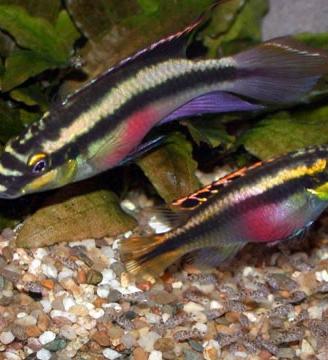 Coppia pelvicachromis pulcher