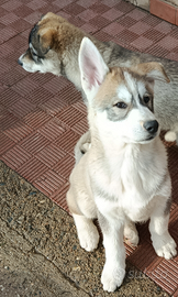 Cuccioli. Papà Husky