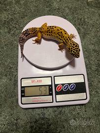 Geco leopardino