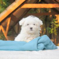 Cucciolo di Maltese subito disponibile