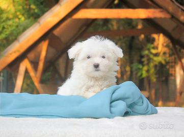 Cucciolo di Maltese subito disponibile
