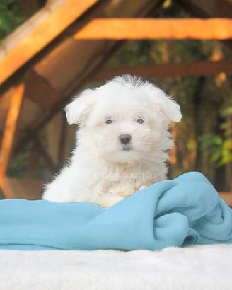Cucciolo di Maltese subito disponibile