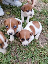Jack Russell