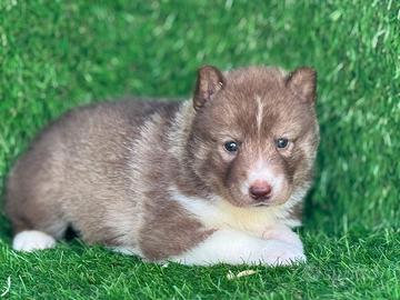 Husky