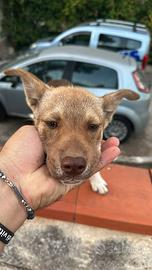 Cucciola di 5 mesi