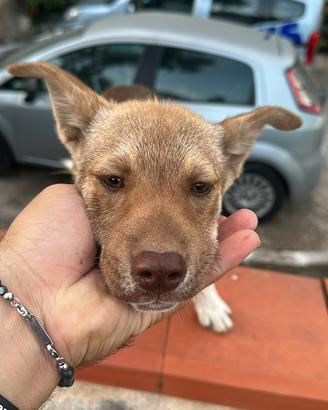 Cucciola di 5 mesi