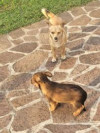 Cucciolo metticcio