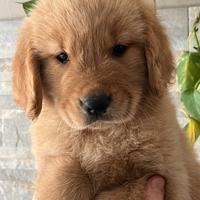 Golden Retriever Linea Americana