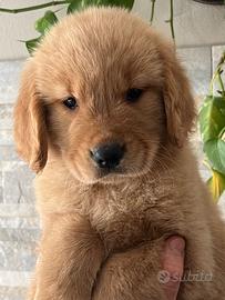 Golden Retriever Linea Americana