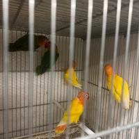 Fischer novelli e adulti