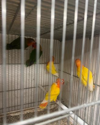 Fischer novelli e adulti