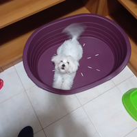 Cucciolo maltese bianco