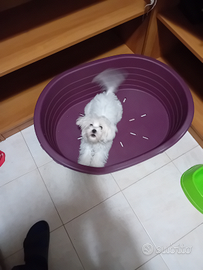Cucciolo maltese bianco