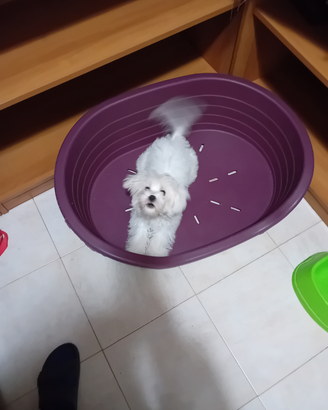 Cucciolo maltese bianco
