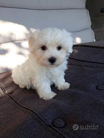 Maltese toy