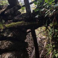 Bosco ceduo terreno agricolo ( noccioleto)