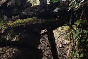 Bosco ceduo terreno agricolo ( noccioleto)