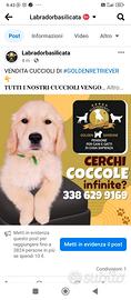 Golden di Casa Sapienza con Pedigree