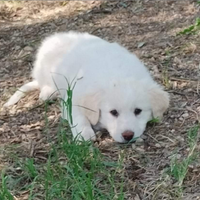 Cucciololi simil maremmano in adozione