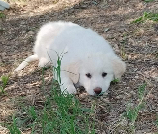 Cucciololi simil maremmano in adozione