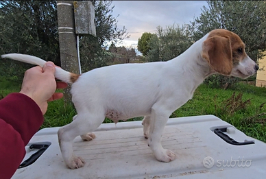 Beagle segugio maremmano