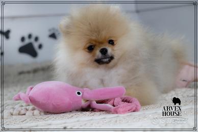 Spitz nano tedesco Pomerania