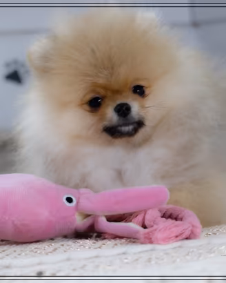 Spitz nano tedesco Pomerania