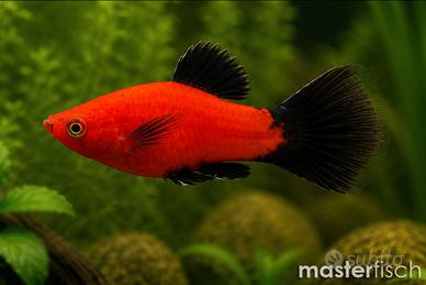 Pesce tropicale Platy red wagtail