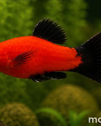 Pesce tropicale Platy red wagtail