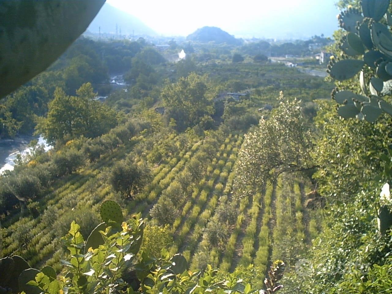 GOLE ALCANTARA terreno agricolo 1 ettaro - Vista 3