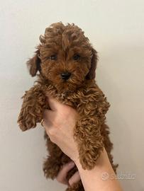Meravigliosa cucciola barboncino toy fulvo